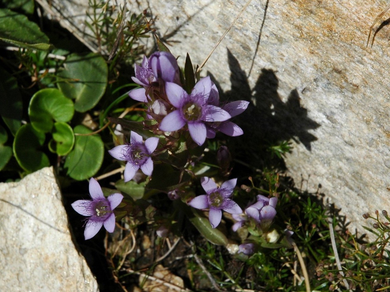 3 Gentianelle da determinare